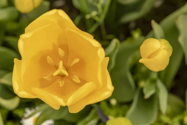 Uzavřít Tulipány Zelené Přírodě — Stock fotografie
