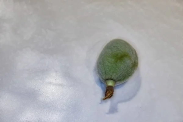 Κοντά Έτοιμοι Φάνε Ωμά Πράσινα Αμύγδαλα — Φωτογραφία Αρχείου