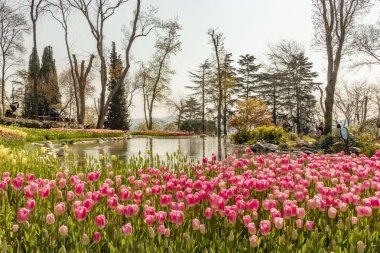 emirgan,istanbul,türkiye-6 Nisan 2019. Emirgan Parkı, Emirgan'da bulunan tarihi bir şehir parkıdır. Emirgan Parkı'nda Uluslararası İstanbul Lale Festivali ve Genel Görünüm .