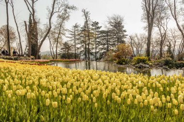 emirgan,istanbul,türkiye-6 Nisan 2019. Emirgan Parkı, Emirgan'da bulunan tarihi bir şehir parkıdır. Emirgan Parkı'nda Uluslararası İstanbul Lale Festivali ve Genel Görünüm .