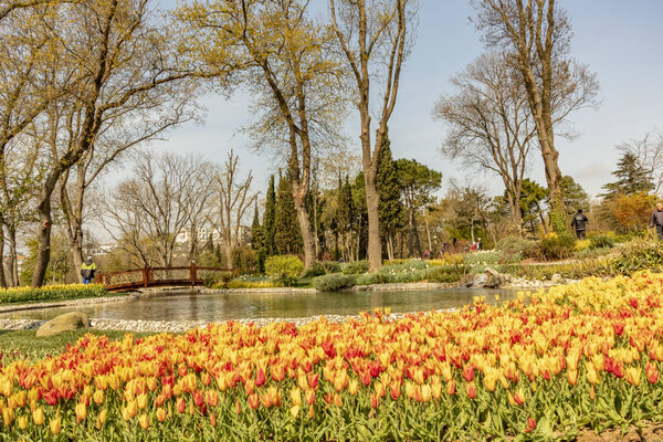 emirgan, istanbul, turkey-april 6,2019. Международный фестиваль тюльпанов в Стамбуле в Парке Таргана и Общий вид
 .