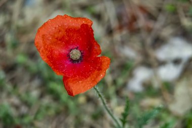 latince papaver oriantale adlı haşhaş çiçek yakın