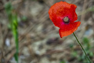 latince papaver oriantale adlı haşhaş çiçek yakın