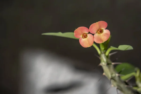 キリストの植物の花をクローズアップ とげの冠 キリストのとげとも呼ばれ スパージファミリーのとげの植物 — ストック写真