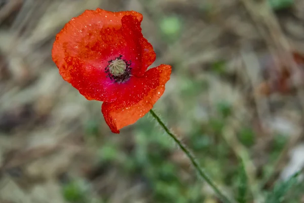 Close Poppy Flower Named Papaver Oriantale Latin — Stock Photo, Image
