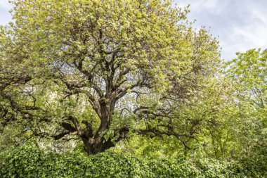 bahar sezonunda eski ağaç ve yeşil yaprakları yakın.