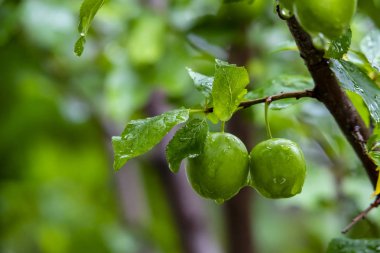 doğada ağaç dallarında yeşil çiğ erik yakın