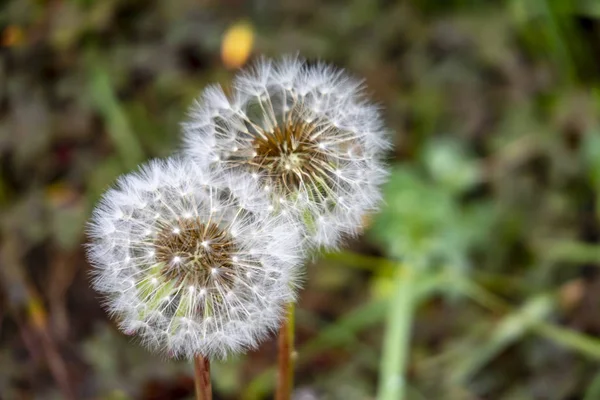 Doğada Ortak Karahindiba Kadar Yakın — Stok fotoğraf