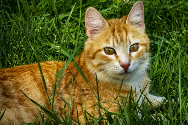 Close Cute Friends Cats Car Nature — Stock Photo, Image