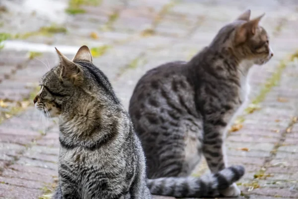 Cerca Hasta Lindo Amigos Gatos Coche Naturaleza — Foto de Stock