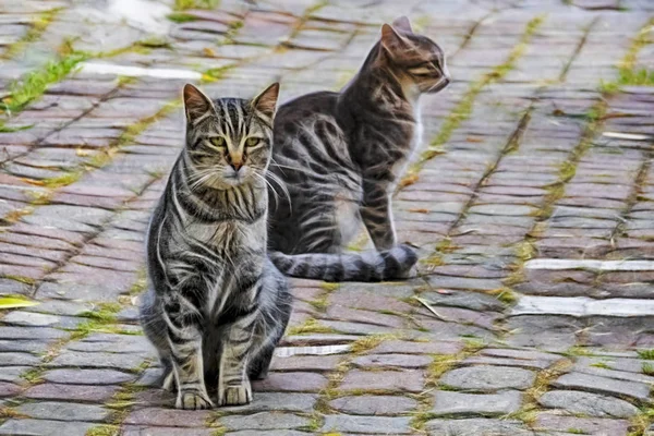 Közelről Aranyos Barátok Macskák Autó Természetben — Stock Fotó
