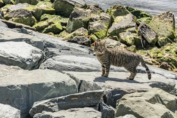 Nahaufnahme Niedliche Freunde Katzen Auf Auto Der Natur — Stockfoto