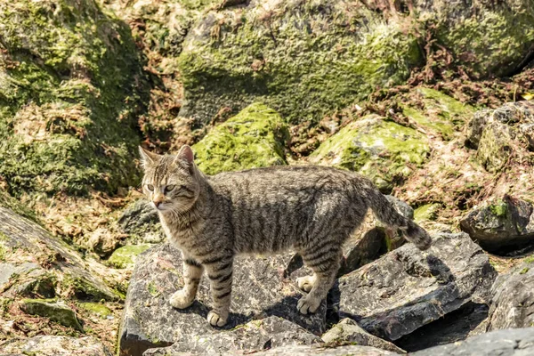 Nahaufnahme Niedliche Freunde Katzen Auf Auto Der Natur — Stockfoto
