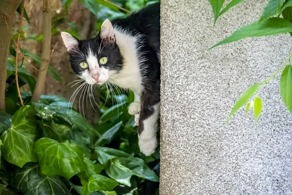 Close Leuke Vrienden Katten Auto Natuur — Stockfoto