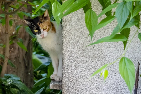 Bliska Cute Przyjaciół Kotów Samochód Przyrodzie — Zdjęcie stockowe