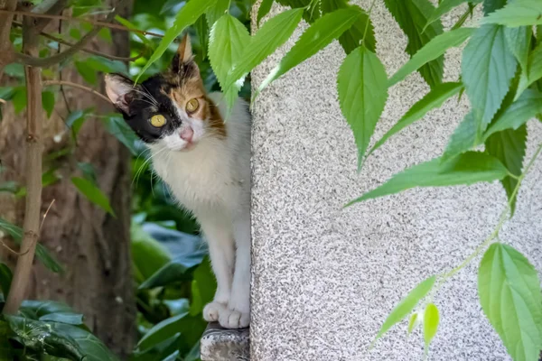 Cerca Hasta Lindo Amigos Gatos Coche Naturaleza —  Fotos de Stock