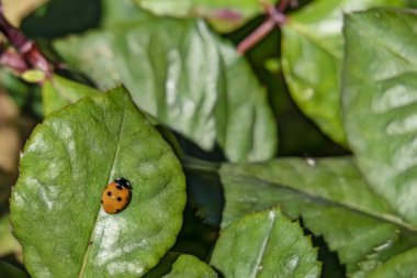uğur böceği doğada yeşil yaprak üzerinde kapatın