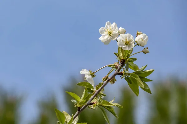 Άνθη Κερασιάς Κλαδιά Δέντρων Και Πράσινα Φύλλα Πράσινη Φύση — Φωτογραφία Αρχείου