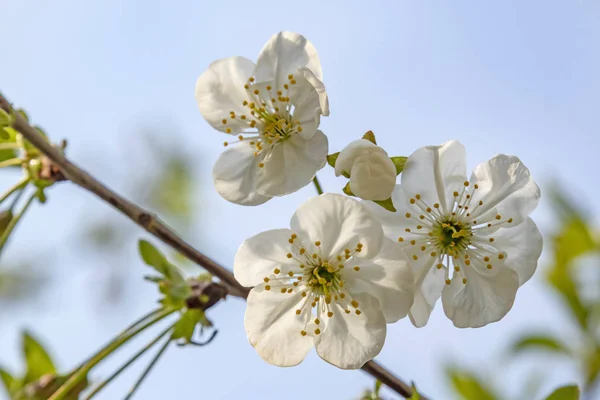 Kirschblüten Auf Ästen Und Grüne Blätter Grüner Natur — Stockfoto