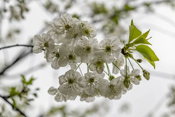 Cherry Blommor Trädgrenar Och Gröna Blad Grön Natur — Stockfoto