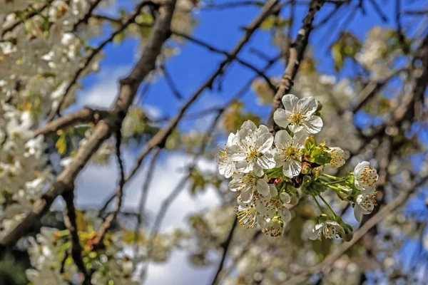 Kirschblüten Auf Ästen Und Grüne Blätter Grüner Natur — Stockfoto