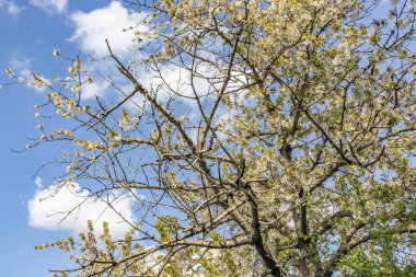 ağaç dalları ve yeşil doğada yeşil yaprakları kiraz çiçekleri.
