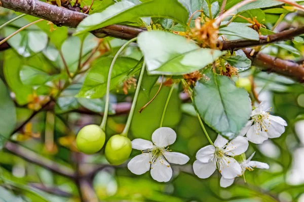 Fiori Ciliegio Ciliegie Verdi Grezze Sui Rami Degli Alberi Nella — Foto Stock