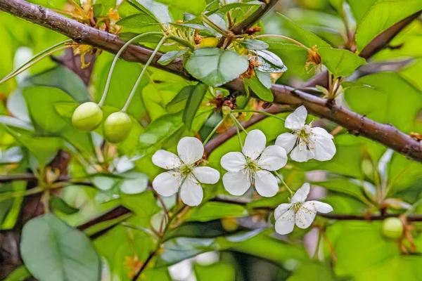 Цвітіння Вишні Сирі Зелені Вишні Гілках Дерев Зеленій Природі — стокове фото