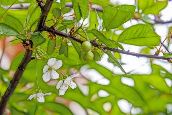 Wiśniowe Kwiaty Surowe Zielone Wiśnie Gałęziach Drzew Zielonej Przyrodzie — Zdjęcie stockowe