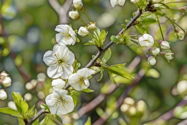 Kirschblüten Auf Ästen Und Grüne Blätter Grüner Natur — Stockfoto