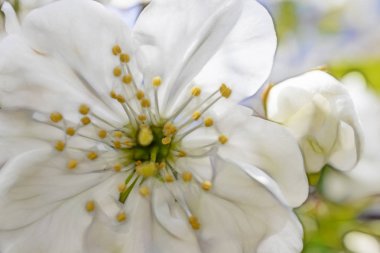 ağaç dalları ve yeşil doğada yeşil yaprakları kiraz çiçekleri.