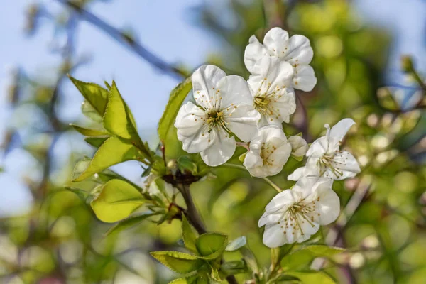 Kirschblüten Auf Ästen Und Grüne Blätter Grüner Natur — Stockfoto