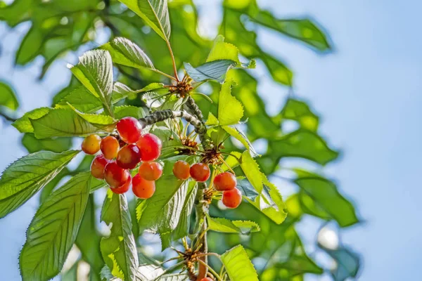緑の自然の木の枝と緑の葉の桜の果実 — ストック写真