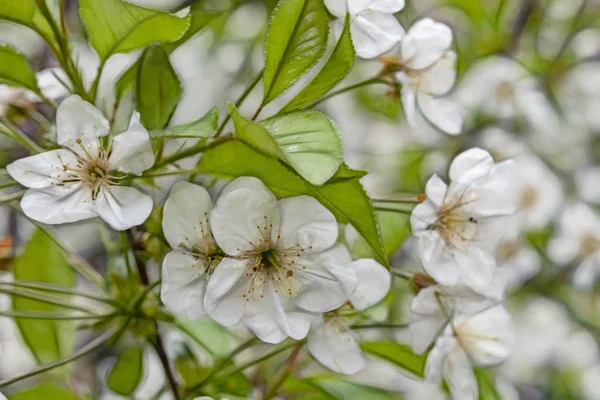 Άνθη Κερασιάς Κλαδιά Δέντρων Και Πράσινα Φύλλα Πράσινη Φύση — Φωτογραφία Αρχείου