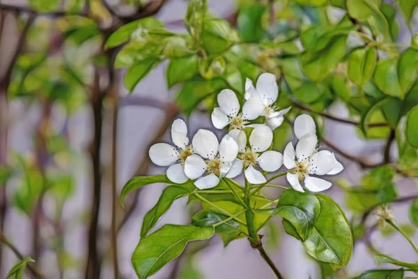 Flores Cereja Galhos Árvore Folhas Verdes Natureza Verde — Fotografia de Stock