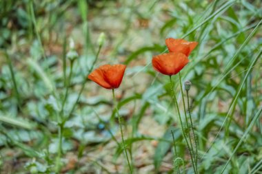 latince papaver oriantale adlı haşhaş çiçek yakın