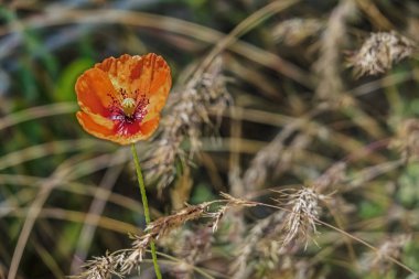 latince papaver oriantale adlı haşhaş çiçek yakın