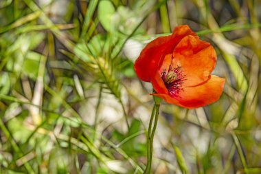 latince papaver oriantale adlı haşhaş çiçek yakın
