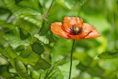 latince papaver oriantale adlı haşhaş çiçek yakın