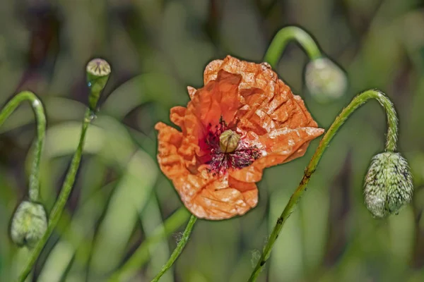 Close Poppy Bloem Met Naam Papaver Oriantale Het Latijn — Stockfoto