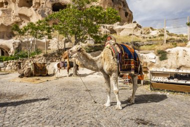 Nevşehir,Türkiye-29 Mayıs 2019. Kapadokya'da turistler için deve safarisi.Camels merkezi Kapadokya'da güzel vadiler ve kaya oluşumları etrafında gezintiye.