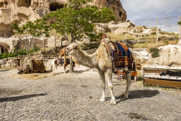 Nevsehir Turchia Maggio 2019 Safari Cammello Turisti Cappadocia Passeggiate Cammello — Foto Stock