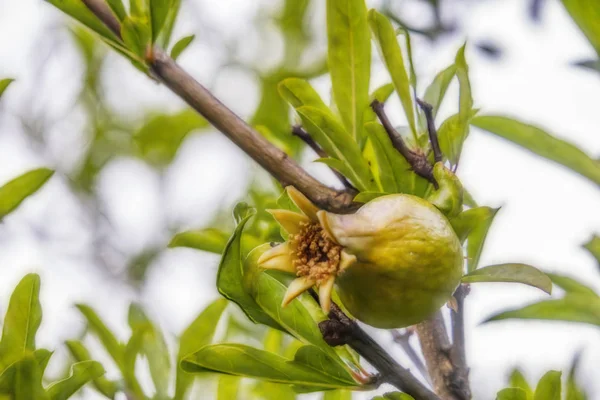 Granatäpfel Auf Ästen Grüner Natur — Stockfoto