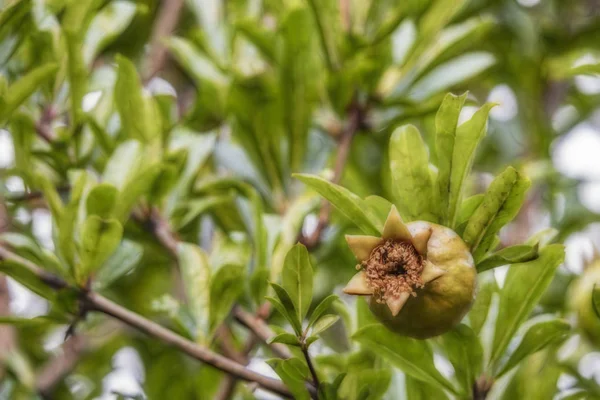 Fermer Les Grenades Sur Les Branches Arbres Dans Nature Verte — Photo