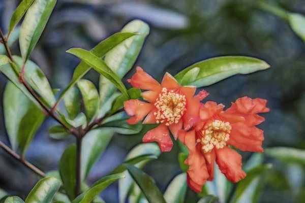 Närbild Granatäpplen Trädgrenar Grön Natur — Stockfoto