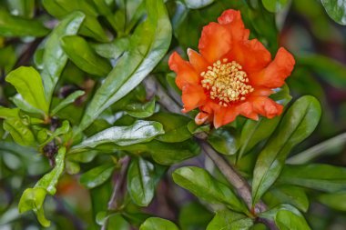 yeşil doğada ağaç banches üzerinde nar kadar yakın.