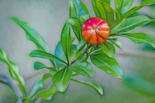 Cerca Granadas Bancos Árboles Naturaleza Verde — Foto de Stock