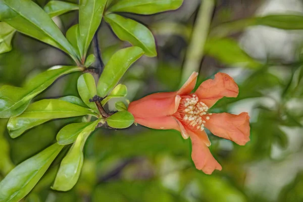 Vicino Melograni Banchi Alberi Nella Natura Verde — Foto Stock