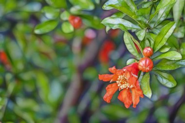 yeşil doğada ağaç banches üzerinde nar kadar yakın.