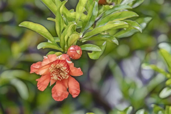 Närbild Granatäpplen Träd Banches Grön Natur — Stockfoto